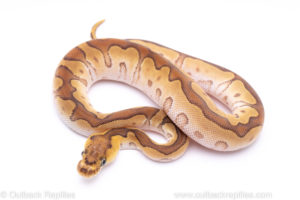 Mojave enchi clown ball python for sale