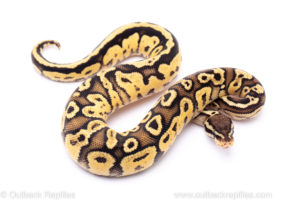 Pastel Vanilla or Fire het Pied ball python for sale