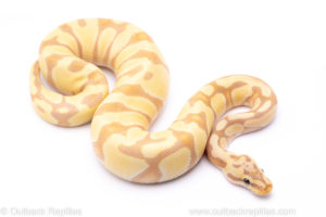 pastel enchi banana het clown ball python for sale