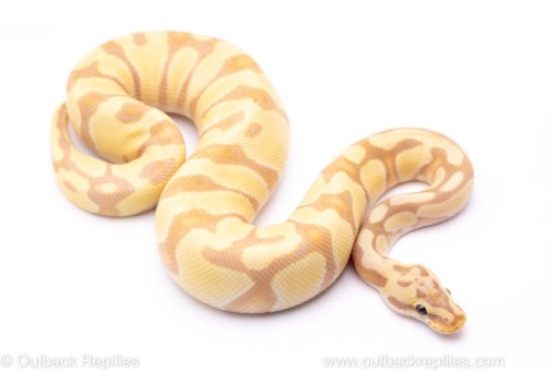 pastel enchi banana het clown ball python for sale