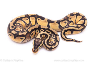 Pastel Enchi het clown ball python for sale