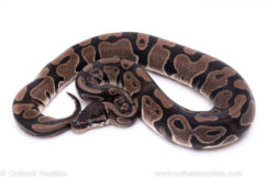 VPI Axanthic ball python for sale