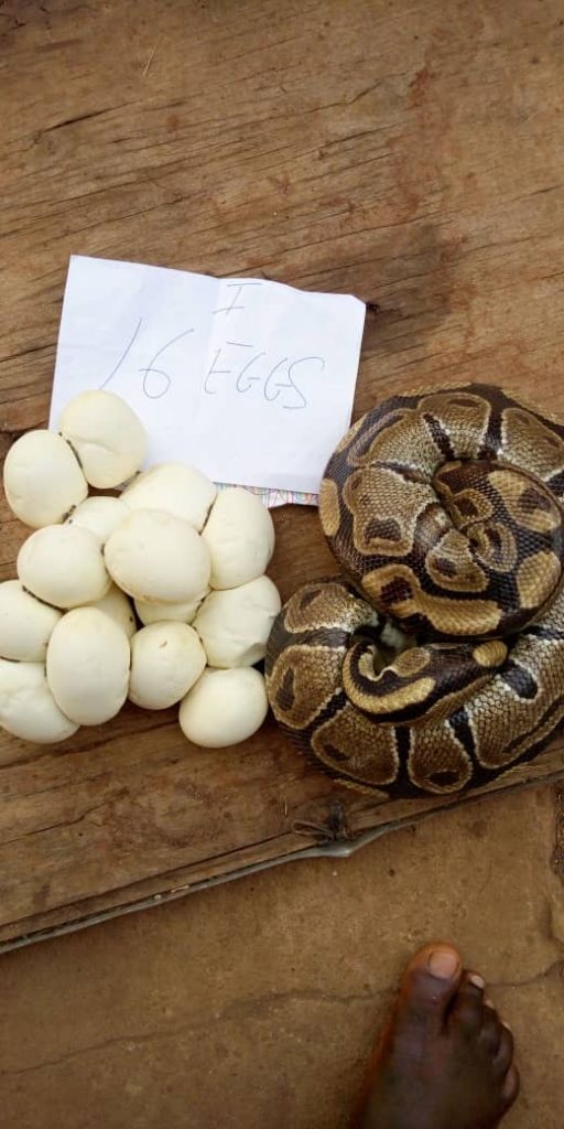 Volta Ball Python for sale