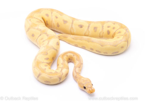 Banana Clown ball python for sale