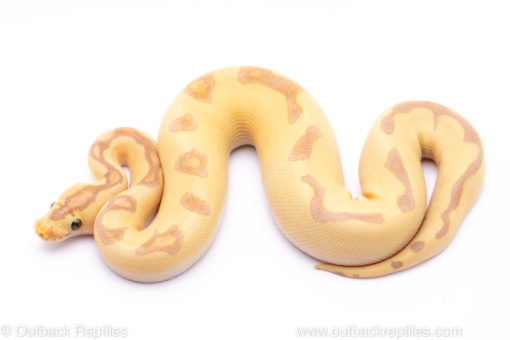 Banana enchi clown ball python for sale