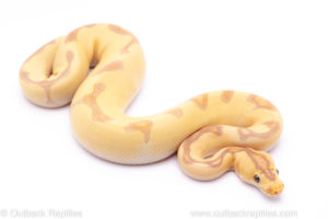 banana enchi clown ball python for sale