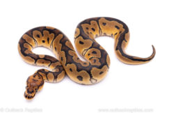 clown ball python for sale