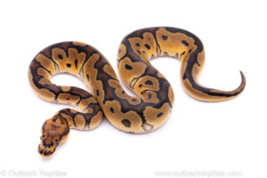 clown ball python for sale