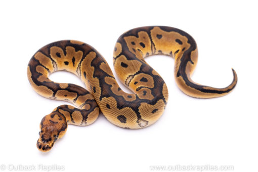 clown ball python for sale