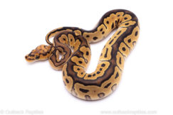 Clown ball python for sale