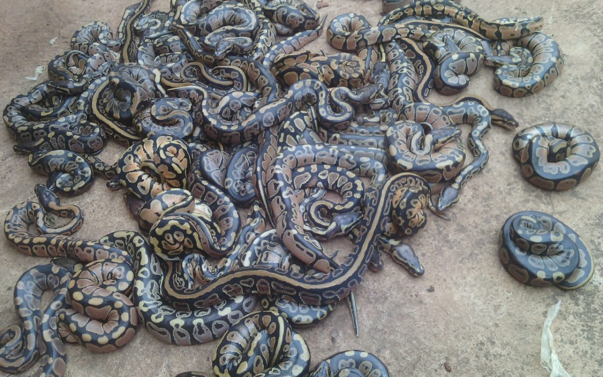 Imported Ball Pythons – Discover the Next Revolutionary New Morph from ...