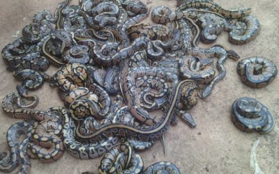African import ball pythons