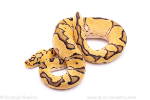 pastel enchi clown het pied ball python for sale
