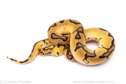 pastel enchi clown het pied ball python for sale