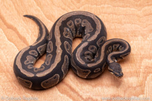 Wild Caught ball pythons for sale