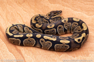 Wild Caught ball pythons for sale