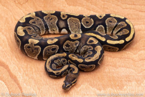 Wild Caught ball pythons for sale