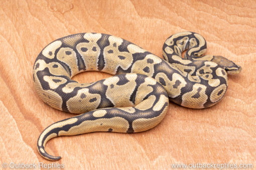 Wild Caught ball pythons for sale