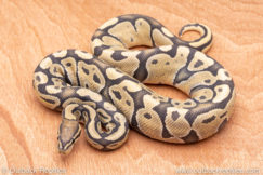 Wild Caught ball pythons for sale