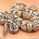 Wild Caught ball pythons for sale
