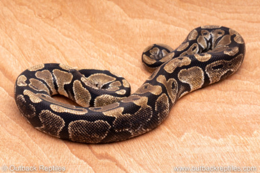 Wild Caught ball pythons for sale