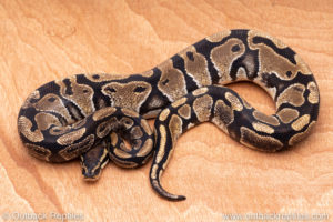 Wild Caught ball pythons for sale