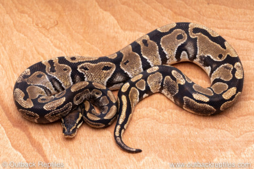 Wild Caught ball pythons for sale