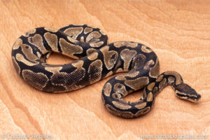 Wild Caught ball pythons for sale