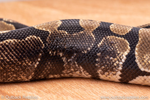 Wild Caught ball pythons for sale