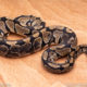 Wild Caught ball pythons for sale