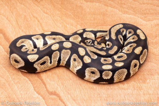 Wild Caught ball pythons for sale