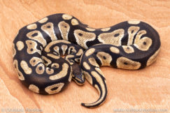 Wild Caught ball pythons for sale