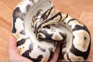 Wild Caught ball pythons for sale