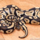 Wild Caught ball pythons for sale