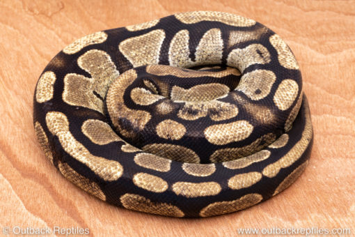 Wild Caught ball pythons for sale