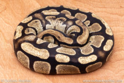 Wild Caught ball pythons for sale