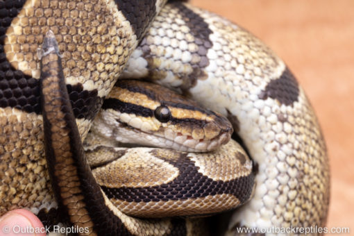 Wild Caught ball pythons for sale