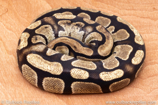 Wild Caught ball pythons for sale