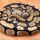 Wild Caught ball pythons for sale