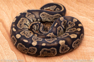 Wild Caught ball pythons for sale