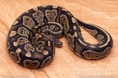 Wild Caught ball pythons for sale