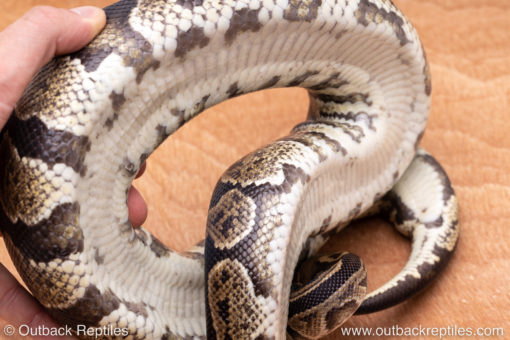 Wild Caught ball pythons for sale