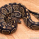 Wild Caught ball pythons for sale