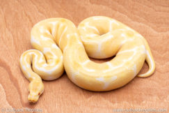 Wild Caught albino ball pythons for sale