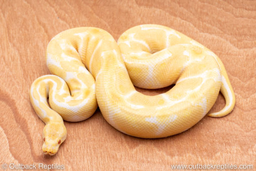 Wild Caught albino ball pythons for sale