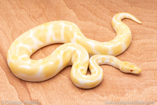 Wild Caught albino ball pythons for sale