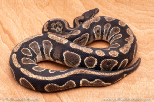 Wild Caught ball pythons for sale