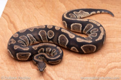 Wild Caught ball pythons for sale