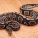 Wild Caught ball pythons for sale