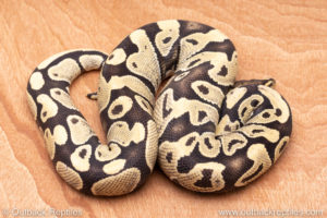 Wild Caught ball pythons for sale
